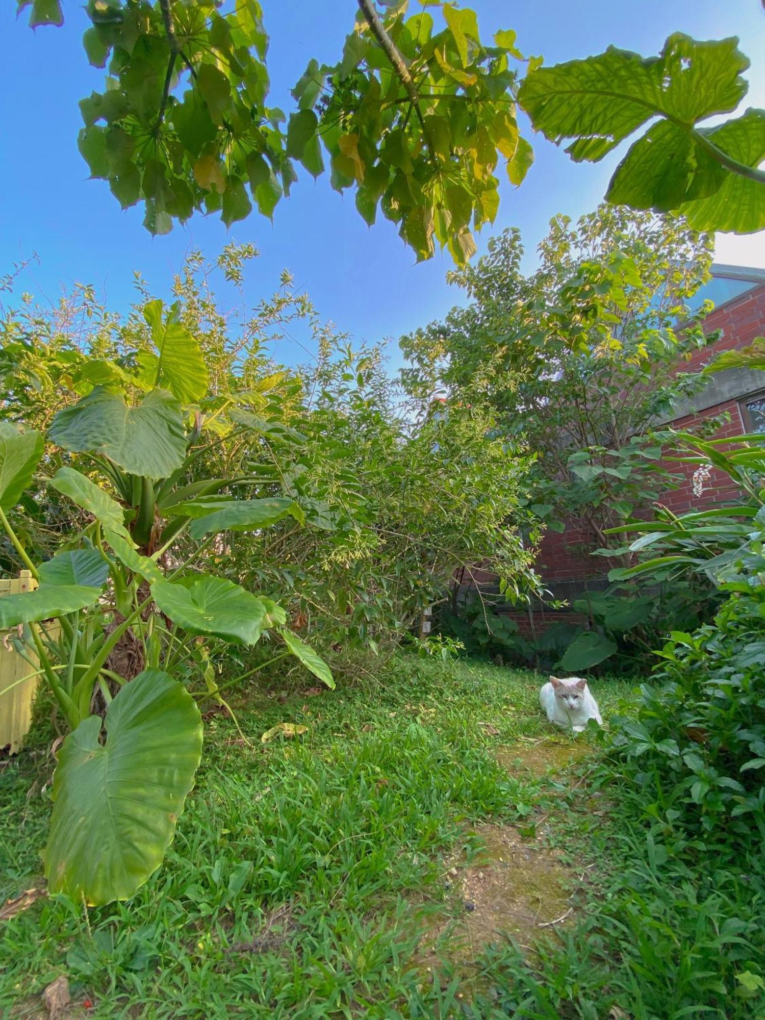 אונה 猫とピアノと星空のリゾートブティックコテージ - Starry Forest Cottage Okinawa - מראה חיצוני תמונה