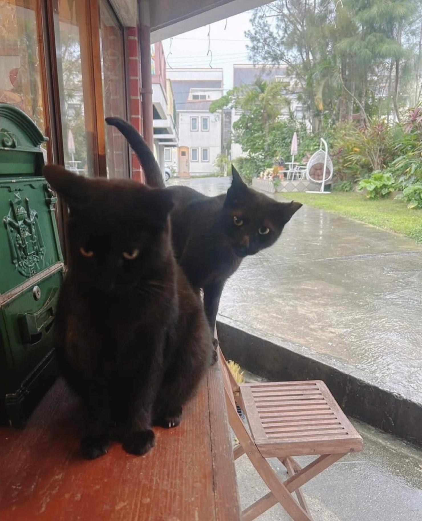 אונה Cats,Piano & Starry Sky Resort Garden -Starry Forest Cottage Okinawa- מראה חיצוני תמונה